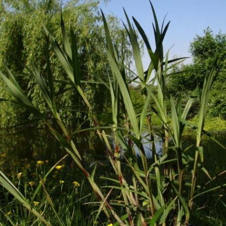 Carex phyllocephala