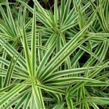 Carex phyllocephala 'Sparkler'