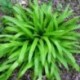 Carex plantaginea