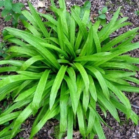 Carex plantaginea