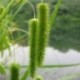 Carex pseudocyperus