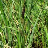 Carex riparia