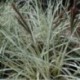 Carex riparia 'Variegata'