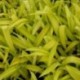 Carex siderosticha (ciliatomarginata) 'Banana Boat'