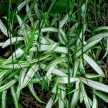Carex siderosticha 'Shiro'