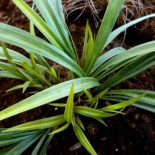 Carex ssp. Nanking