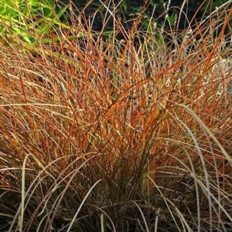 Carex tenuiculmis