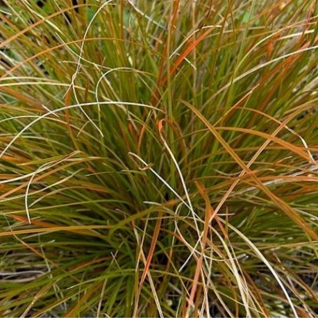 Carex testacea