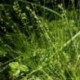 Carex texensis
