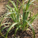 Carex trifida 'Rekohu Sunrise' :