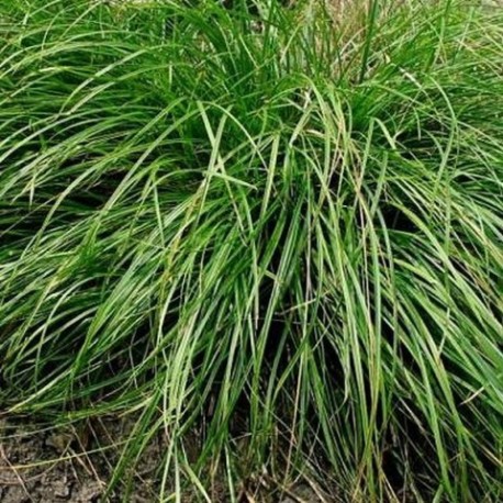 Carex umbrosa