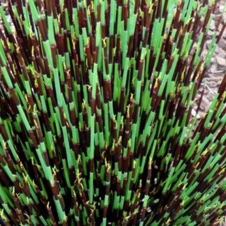 Chondropetalum tectorum