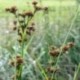 Cladium mariscus - (Cypéracées)