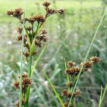 Cladium mariscus - (Cypéracées)