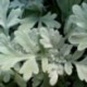 Artemisia stellerian 'Boughton Silver'