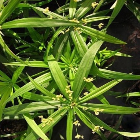 Cyperus albostriatus 'Nanus' (Cypéracées)