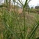 Cyperus alternifolius