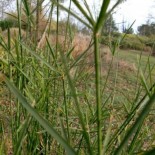 Cyperus alternifolius