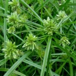 Cyperus eragrostis