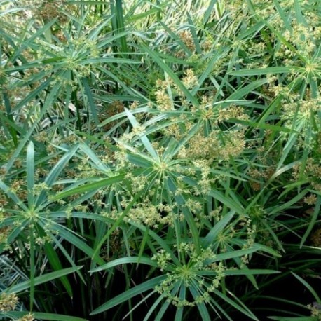 Cyperus involucratus