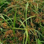 Cyperus longus