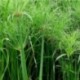 Cyperus papyrus