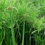 Cyperus papyrus