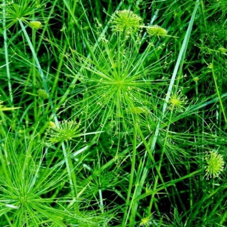 Cyperus prolifer