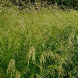 Deschampsia cespitosa