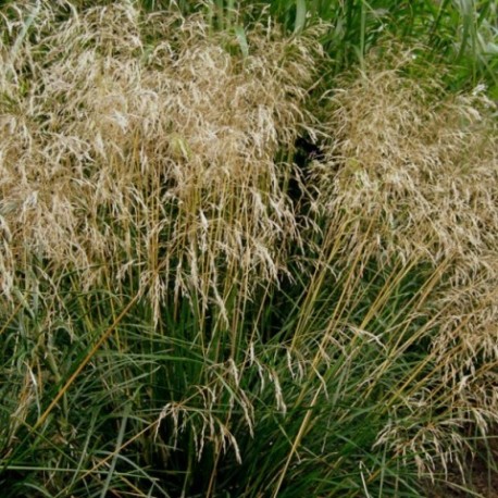 Deschampsia cespitosa 'Bronzeschleier'