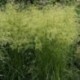 Deschampsia cespitosa 'Goldtau'