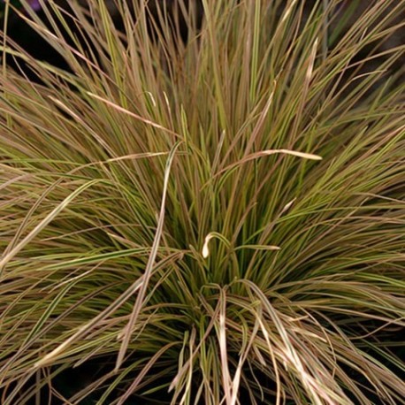 Deschampsia cespitosa 'Northernlight'