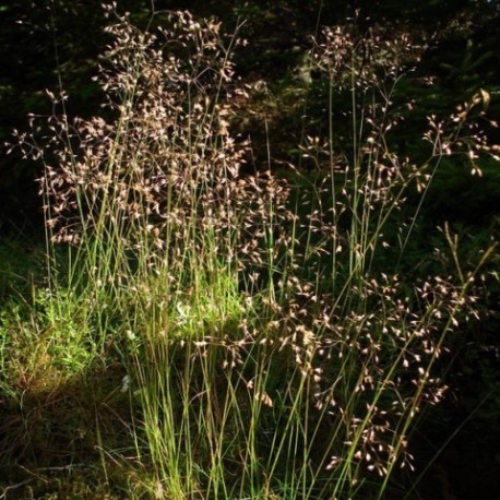 Deschampsia flexuosa