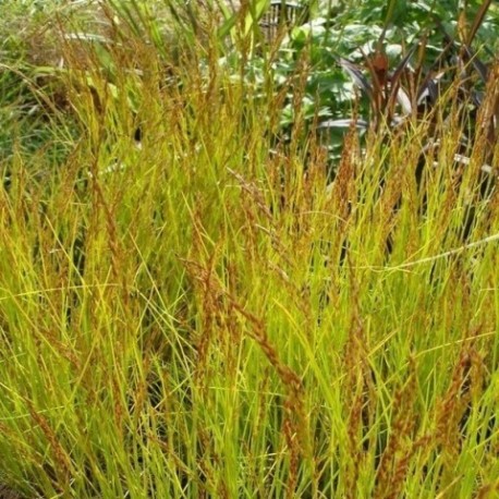 Deschampsia flexuosa 'Tatra Gold'