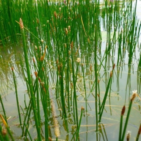 Eleocharis palustris