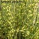 Ephedra distachia - (Ephédracées)