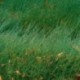 Ephedra gerardiana - (Ephédracées)