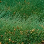 Ephedra gerardiana - (Ephédracées)