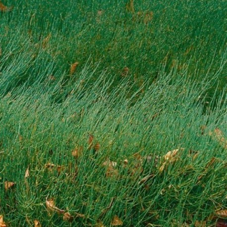 Ephedra gerardiana - (Ephédracées)