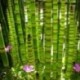 Equisetum americanum (japonicum)