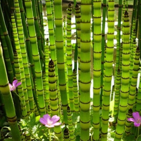 Equisetum americanum (japonicum)