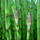 Equisetum fluviatilis