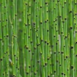 Equisetum hyemale