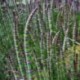 Equisetum hyemale 'atropurpureum'