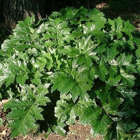 Acanthus mollis