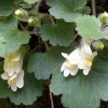 Asarina procumbens