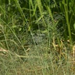 Eragrostis chloromelas