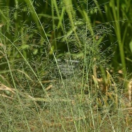 Eragrostis chloromelas