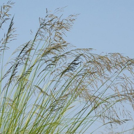 Eragrostis curvula