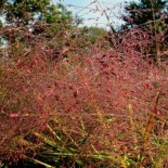 Eragrostis spectabilis